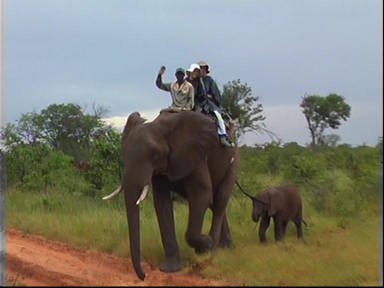 Elephants Zambia